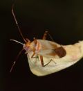 Adelphocoris insignis